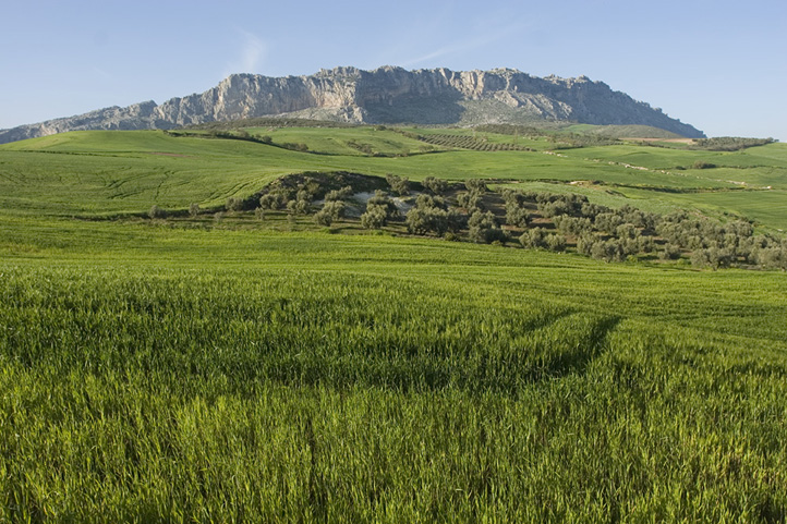 Inland from Malaga in Spring